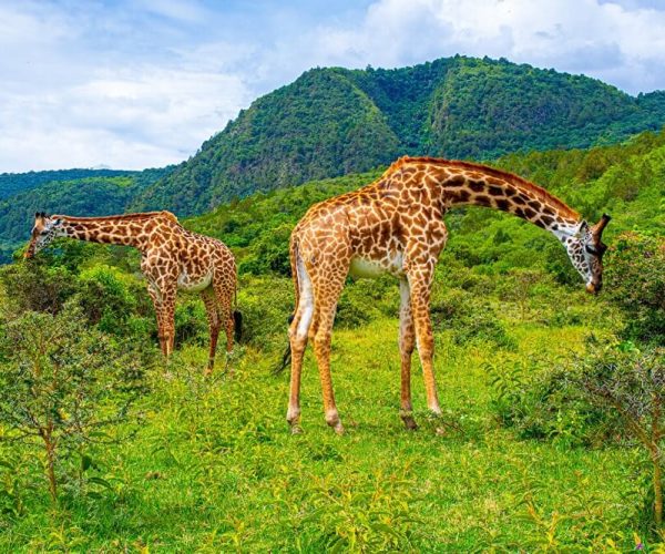 Arusha National Park giraffe (1)