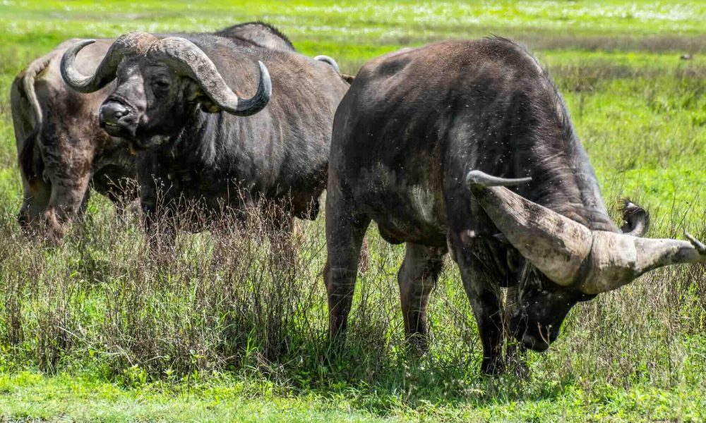 Buffalloes