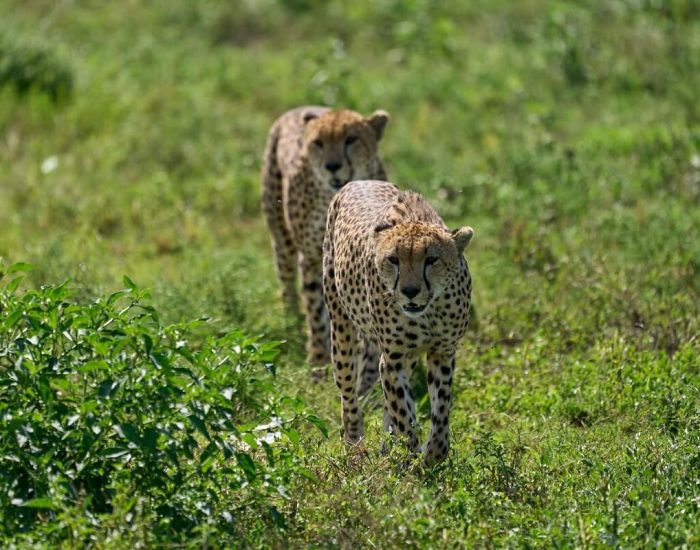 Gertan Special Safari cheetah