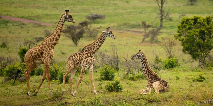 Gertan Special Safari giraffe