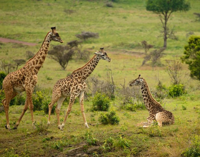 Gertan Special Safari giraffe