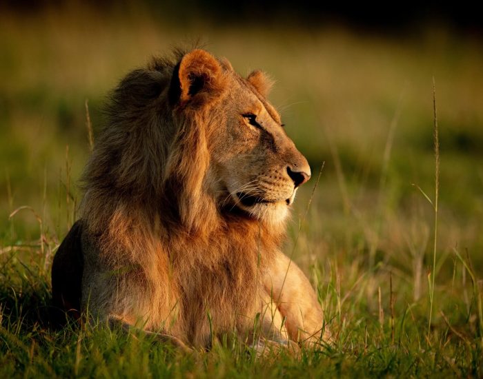 Gertan Special Safari lion