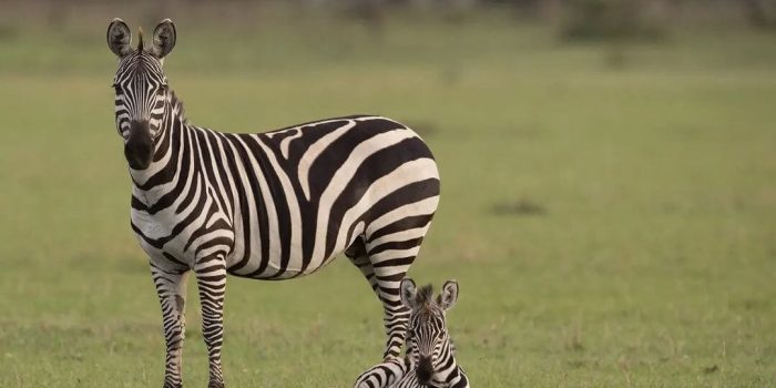 Gertan Special Safari zebra