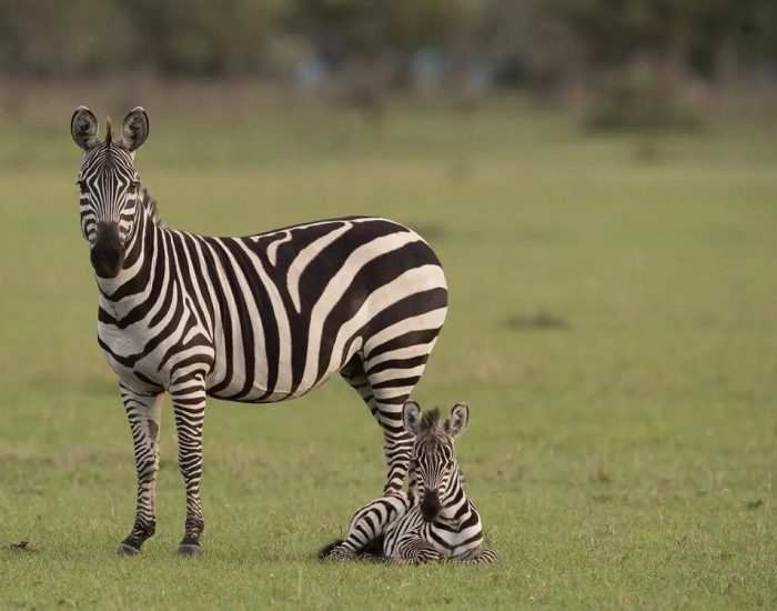 Gertan Special Safari zebra