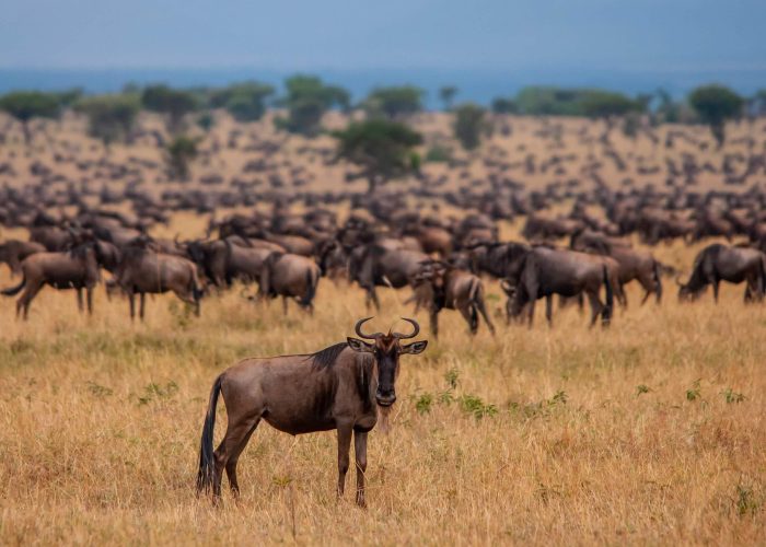 Great Migration Expedition