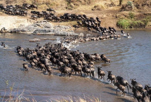 Great Wildebeest Migration 1
