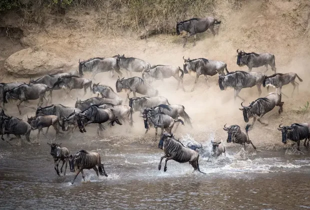 Great Wildebeest Migration2