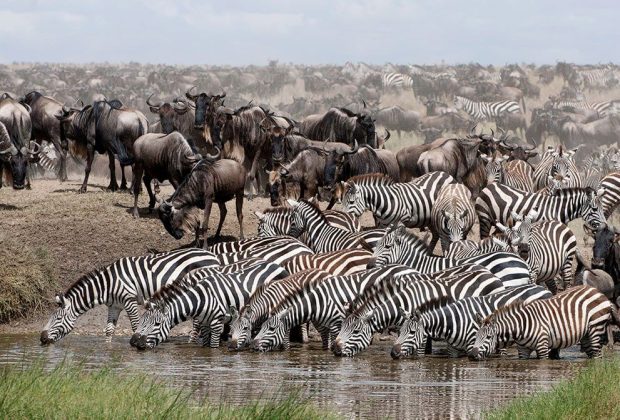 Great Wildebeest Migration6