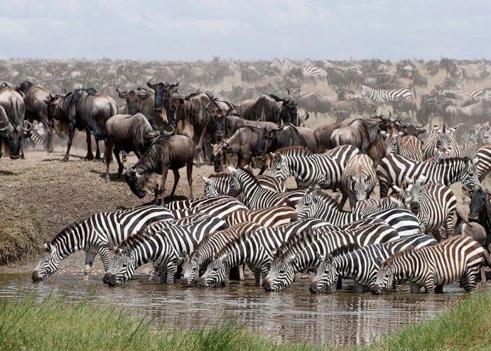 Great Wildebeest Migration6