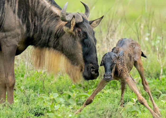 Wildebeest,(connochaetes,Taurinus),And,Newborn,Calf.,Ndutu,Region,Of,Ngorongoro