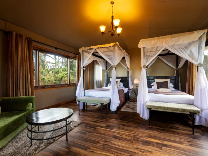 Ngorongoro Lion’s Paw