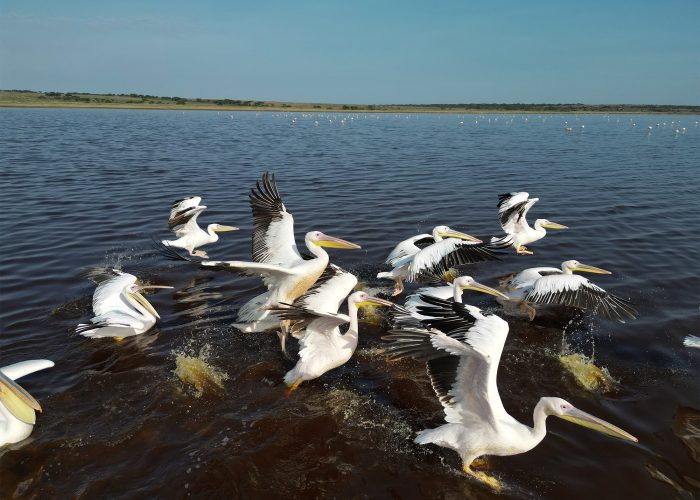 Pelicans
