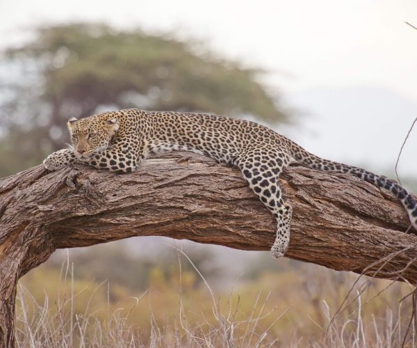 Safari-to-Mkomazi-National-Park cheetah
