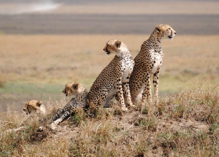 Serengeti-National-Park-cheetah