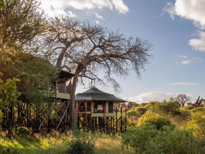 Tarangire Kuro Treetop