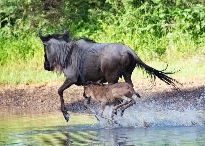 WILDEBEEST -0