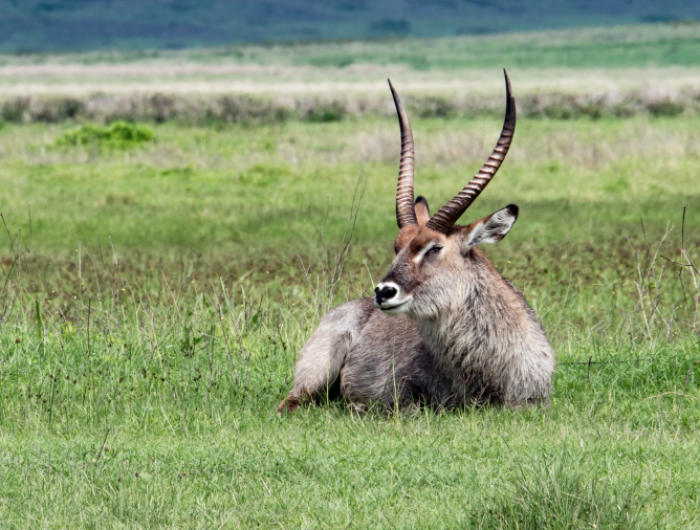 Waterbuck