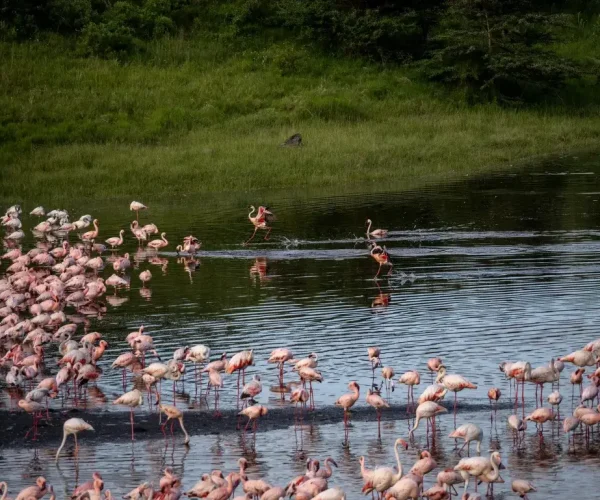 arusha-np-tanzania-safari