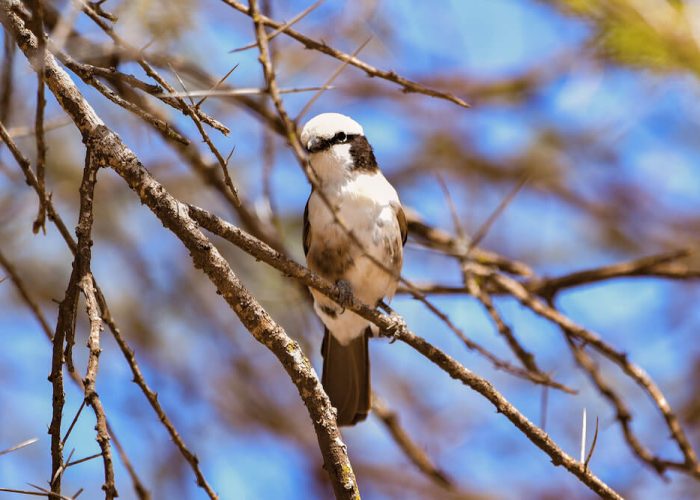 bird at aserengeti