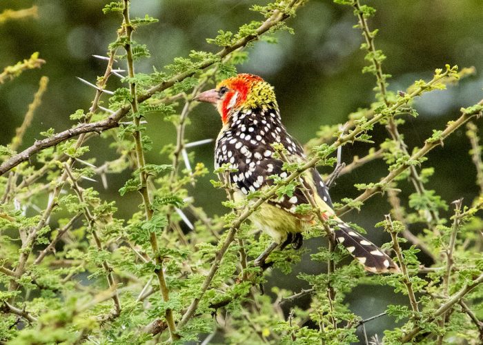 birdlife at serengeti