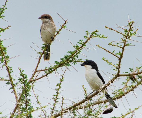birds in ngorongoro