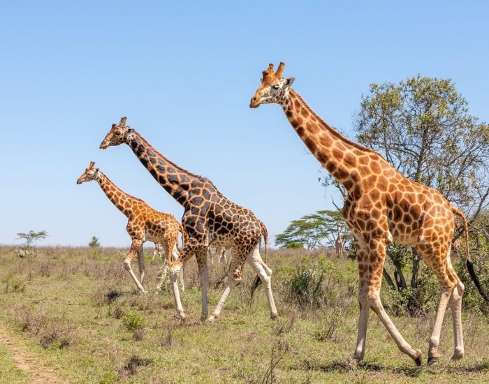 gertan giraffe solo safari