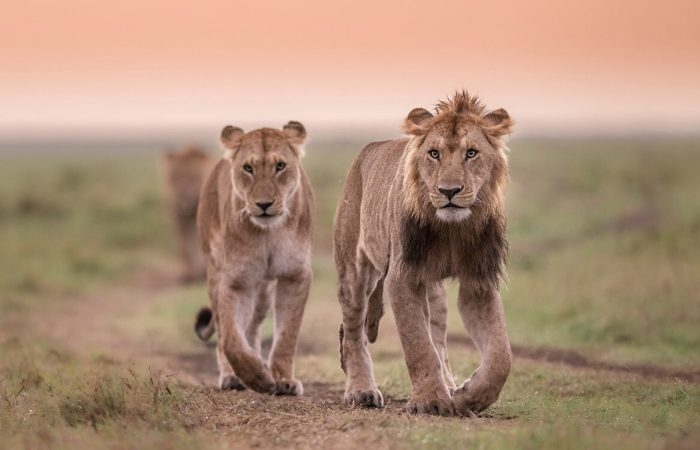 gertan honeymoon lion