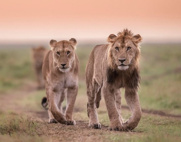 gertan honeymoon lion