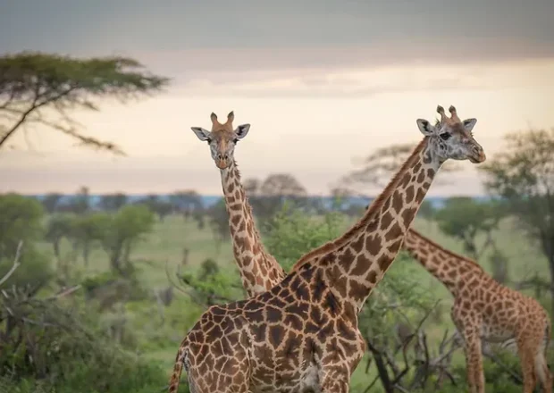 gertan private giraffe