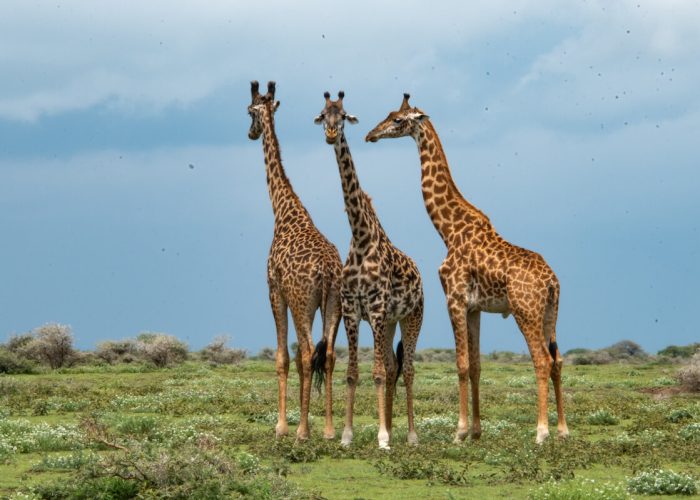 giraffe at ngorongro