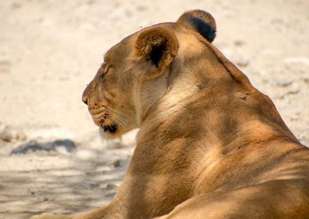 lion ngorongoro