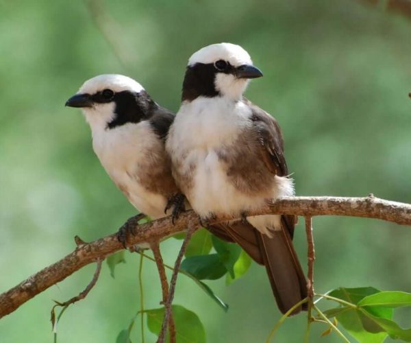 mkomazi-national-park-birdlife