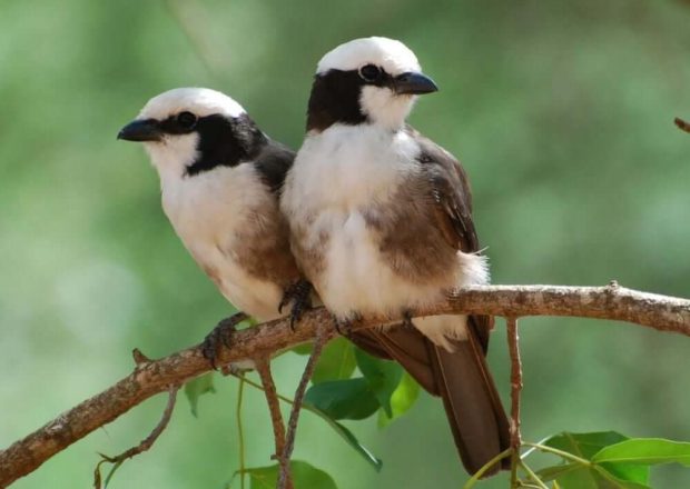 mkomazi-national-park-birdlife