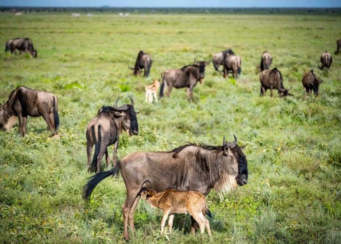 ndutu-calving-season