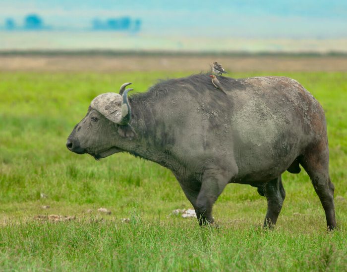 ngorongoro Twin peak10