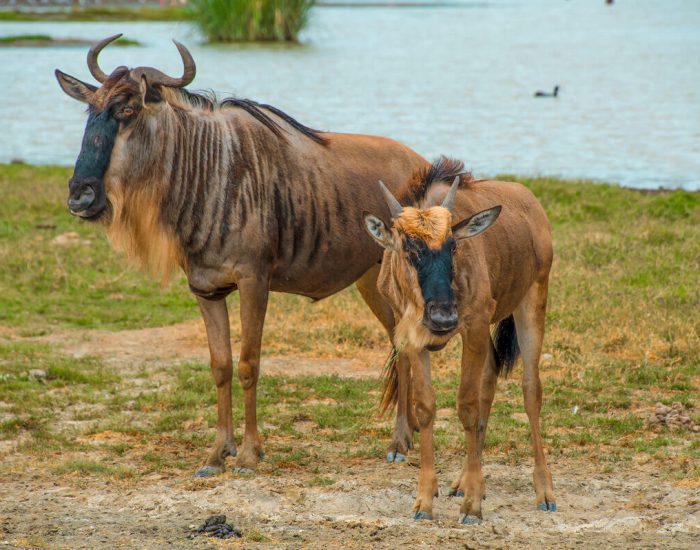 ngorongoro Twin peak13