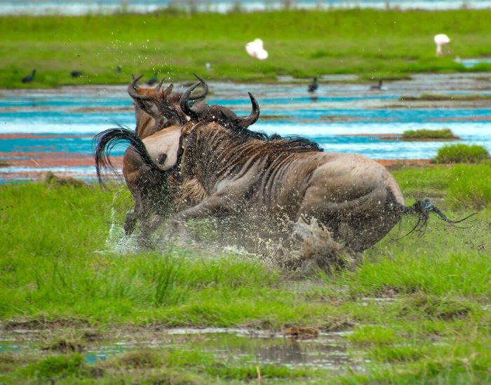 ngorongoro Twin peak15