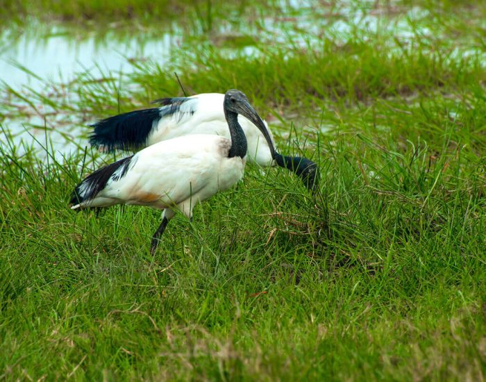 ngorongoro Twin peak16