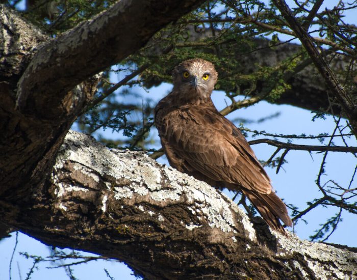 ngorongoro Twin peak2