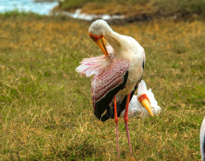 ngorongoro Twin peak23