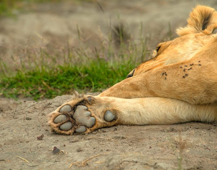 ngorongoro Twin peak25