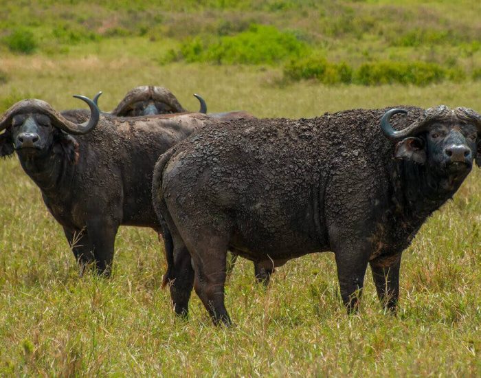 ngorongoro Twin peak26
