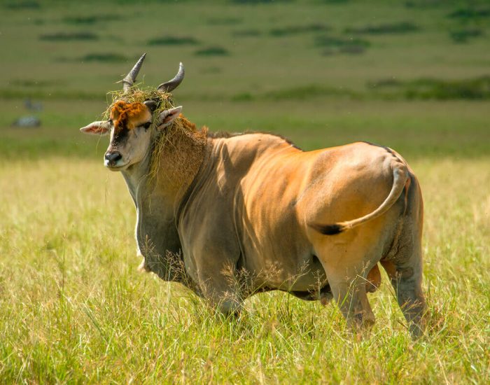 ngorongoro Twin peak27