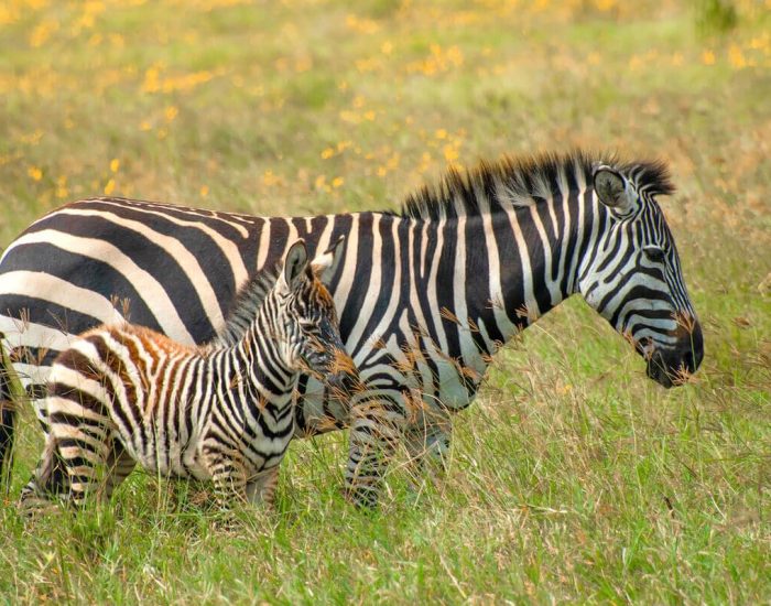 ngorongoro Twin peak28
