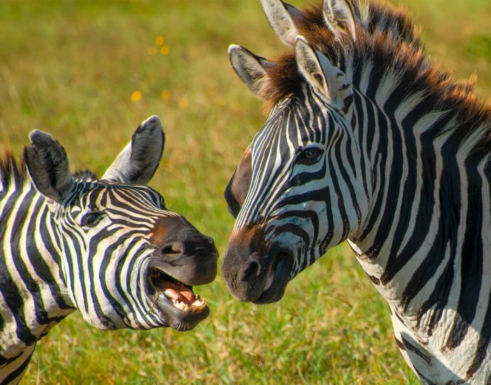 ngorongoro Twin peak30