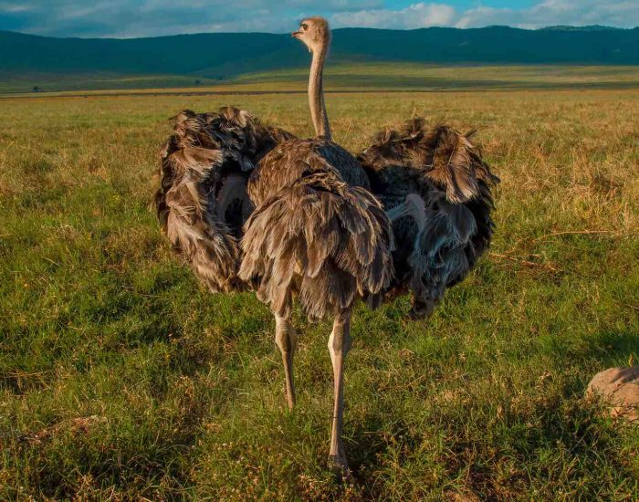 ngorongoro Twin peak32