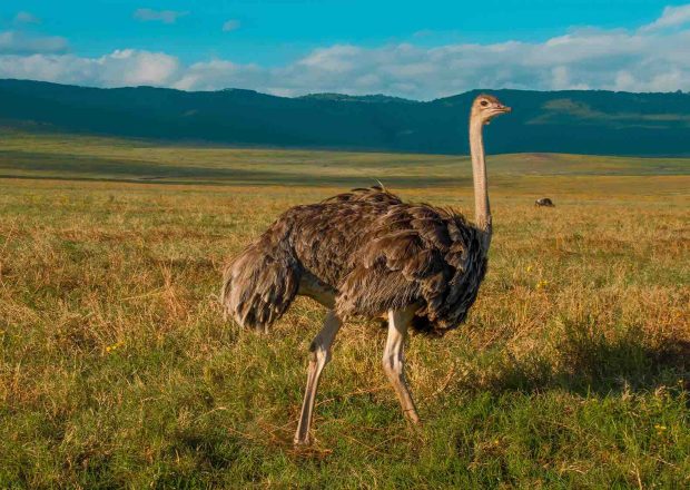 ngorongoro Twin peak33