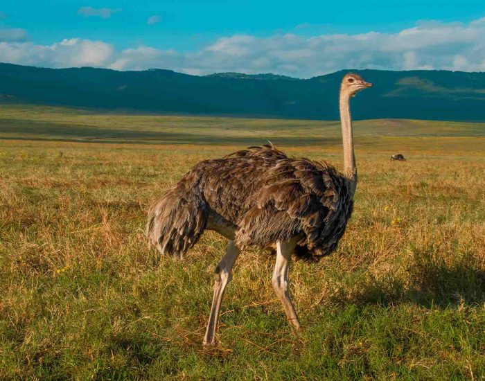 ngorongoro Twin peak33