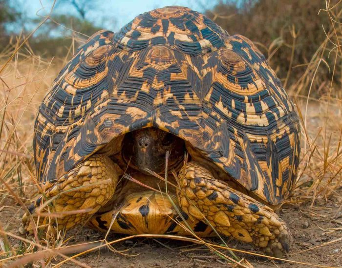 ngorongoro Twin peak34