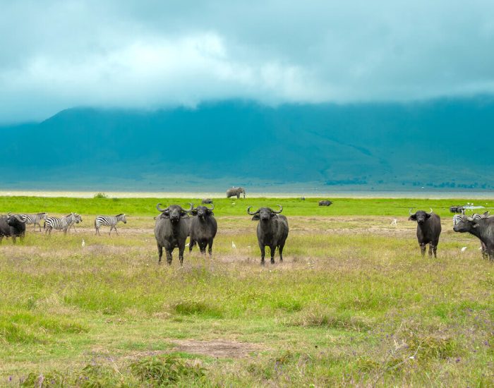 ngorongoro Twin peak7
